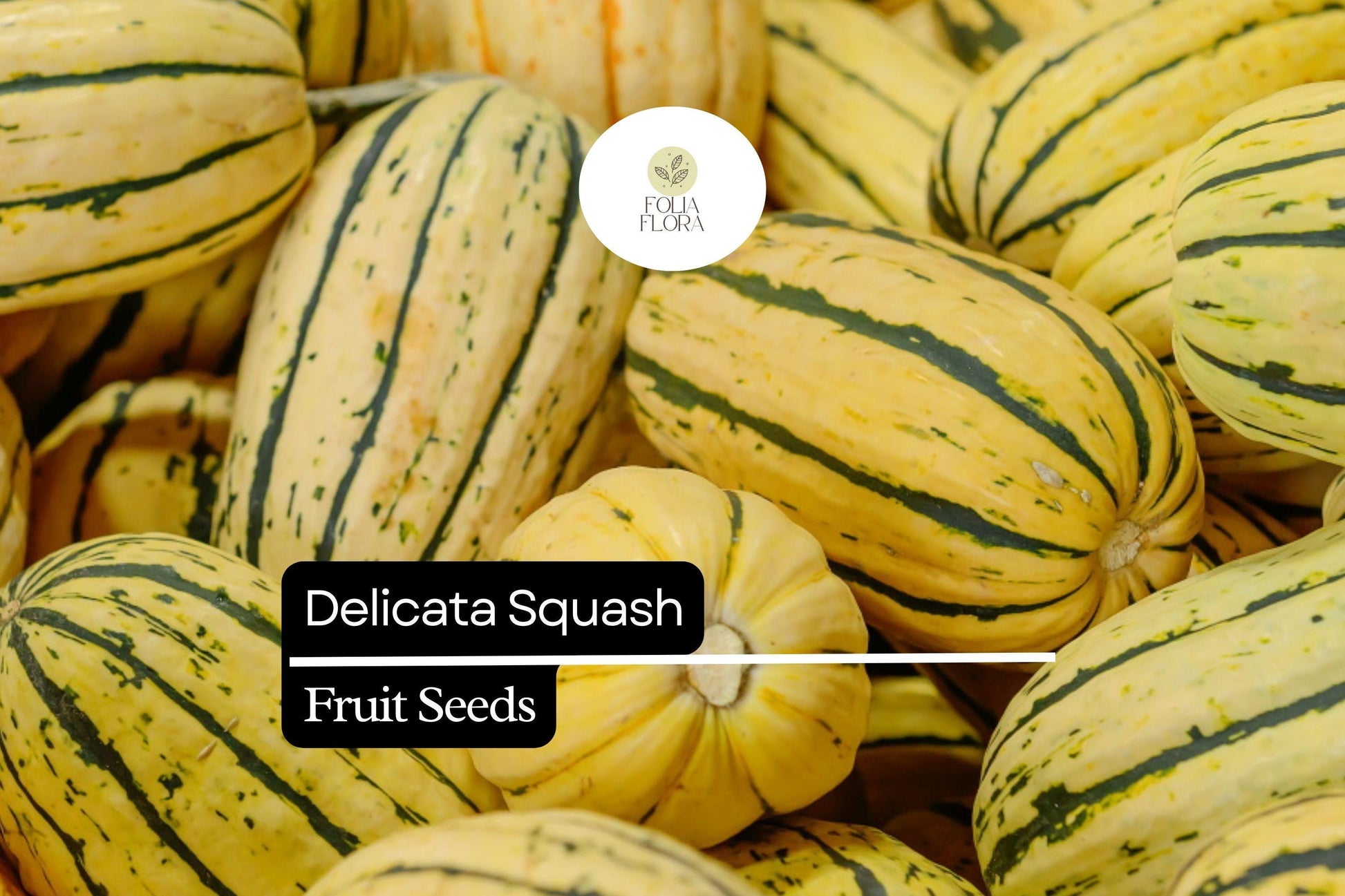Delicata Squash Seeds - 25+ Heirloom Seeds for Planting - Sweet Winter Squash (Cucurbita pepo 'Delicata') with Edible Skin
