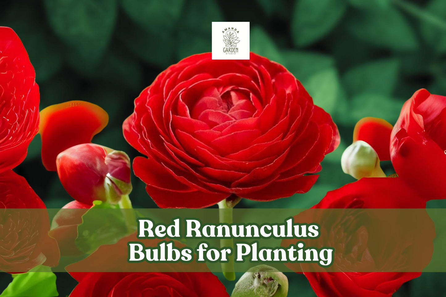 Red Ranunculus Bulbs - 10 Pack - Vibrant Red Blooms - Perfect for Cutting Gardens - Non-GMO - Ranunculus asiaticus
