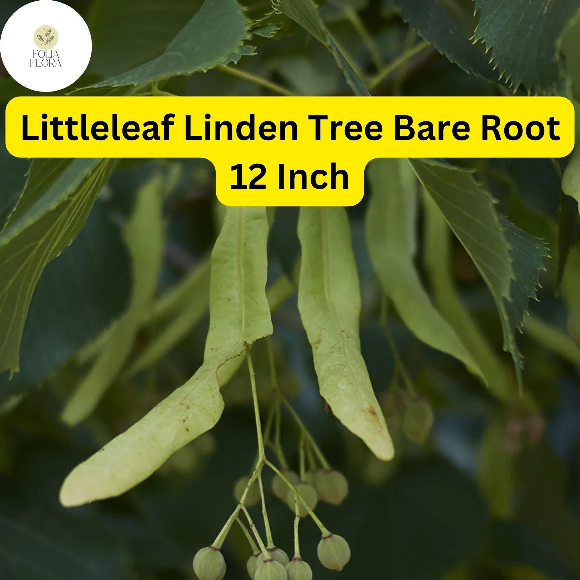 Littleleaf Linden Tree - 12 Inch Bare Root Shade - Tilia cordata - Hardy, Fragrant Flowers - Zones 3-7 - Eco-Friendly Ornamental Tree