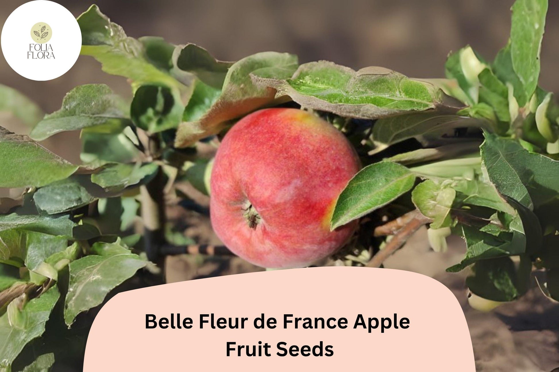 Belle Fleur de France Apple Seeds | 25+ Heirloom Sweet Tart Fruit | Malus domestica | Fresh, Viable for Planting