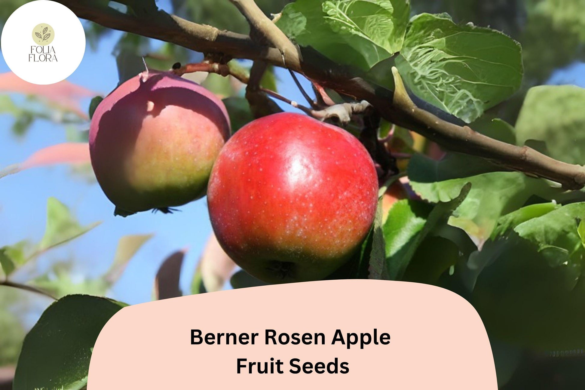 Berner Rosen Apple Seeds | 25+ Swiss Heirloom Seeds | Sweet Aromatic Fruit | Malus domestica 'Berner Rosen'