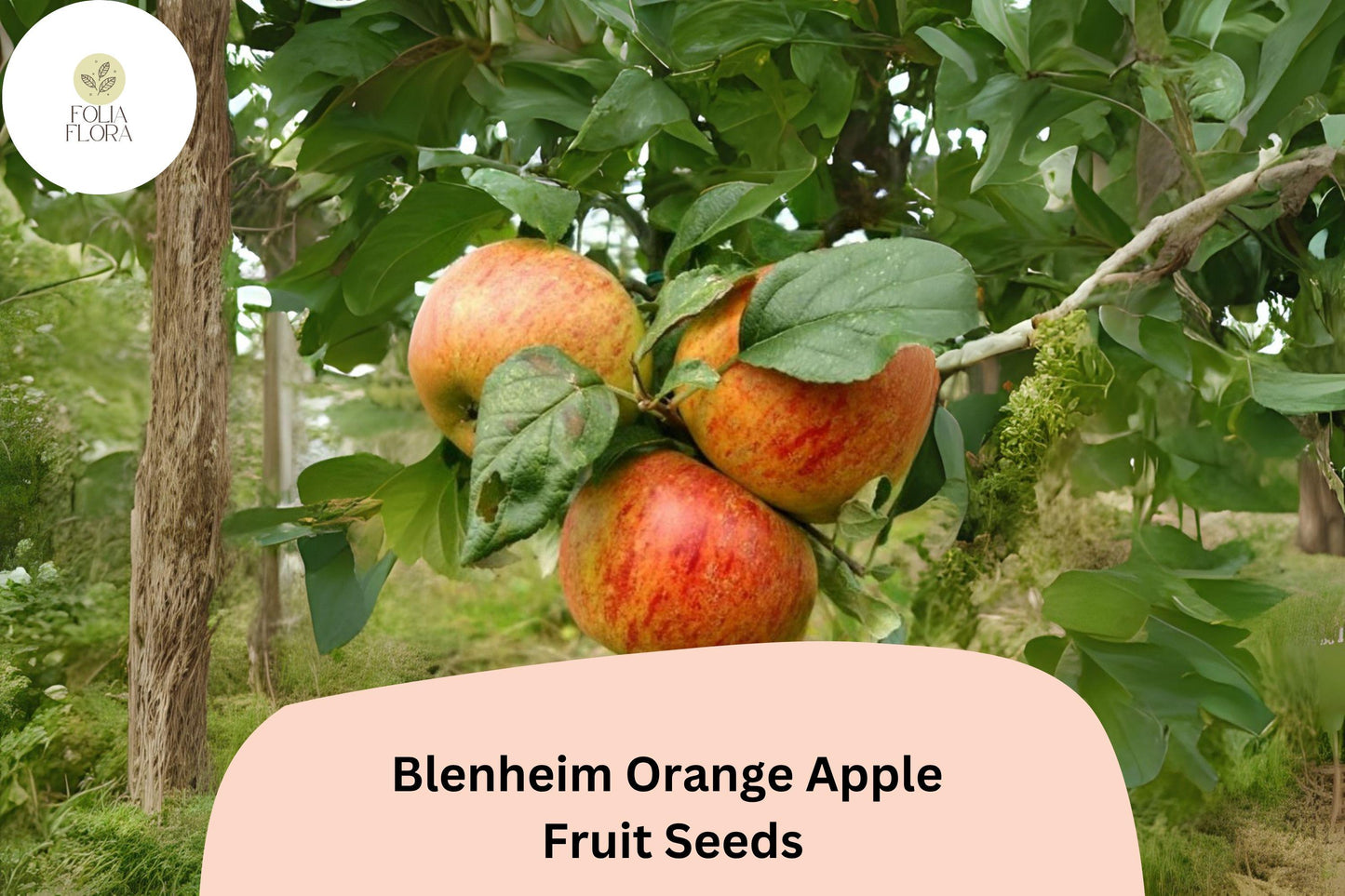 Blenheim Orange Apple Seeds (25+) | Heirloom Variety | Malus domestica | Fresh, Sweet-Tart Flavor for Gardens & Orchards