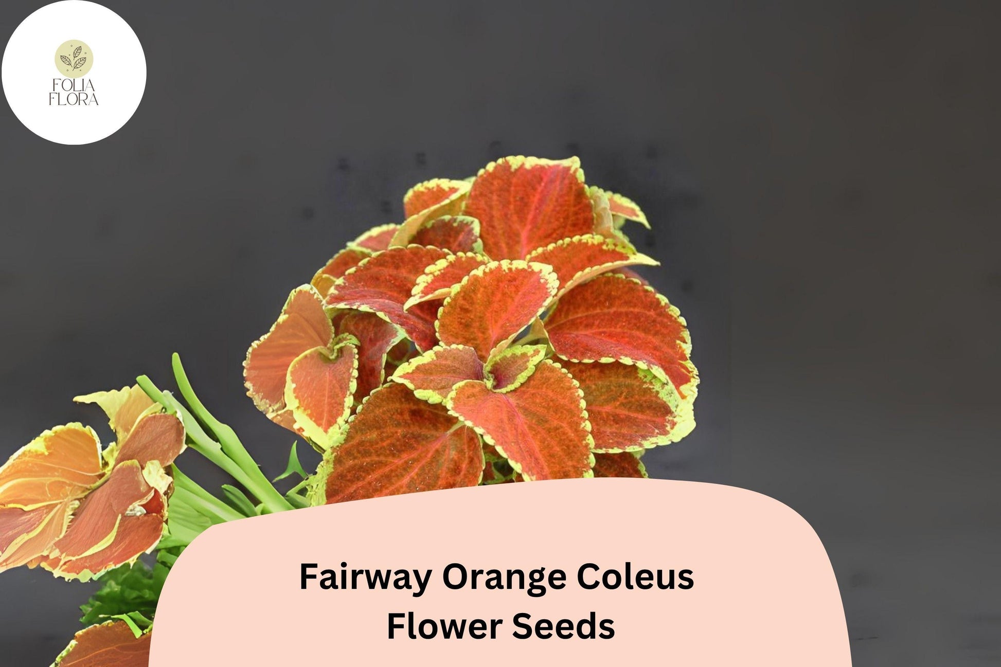 Fairway Orange Coleus Seeds | 25+ Seeds | Vibrant Orange-Red Foliage | Plectranthus scutellarioides
