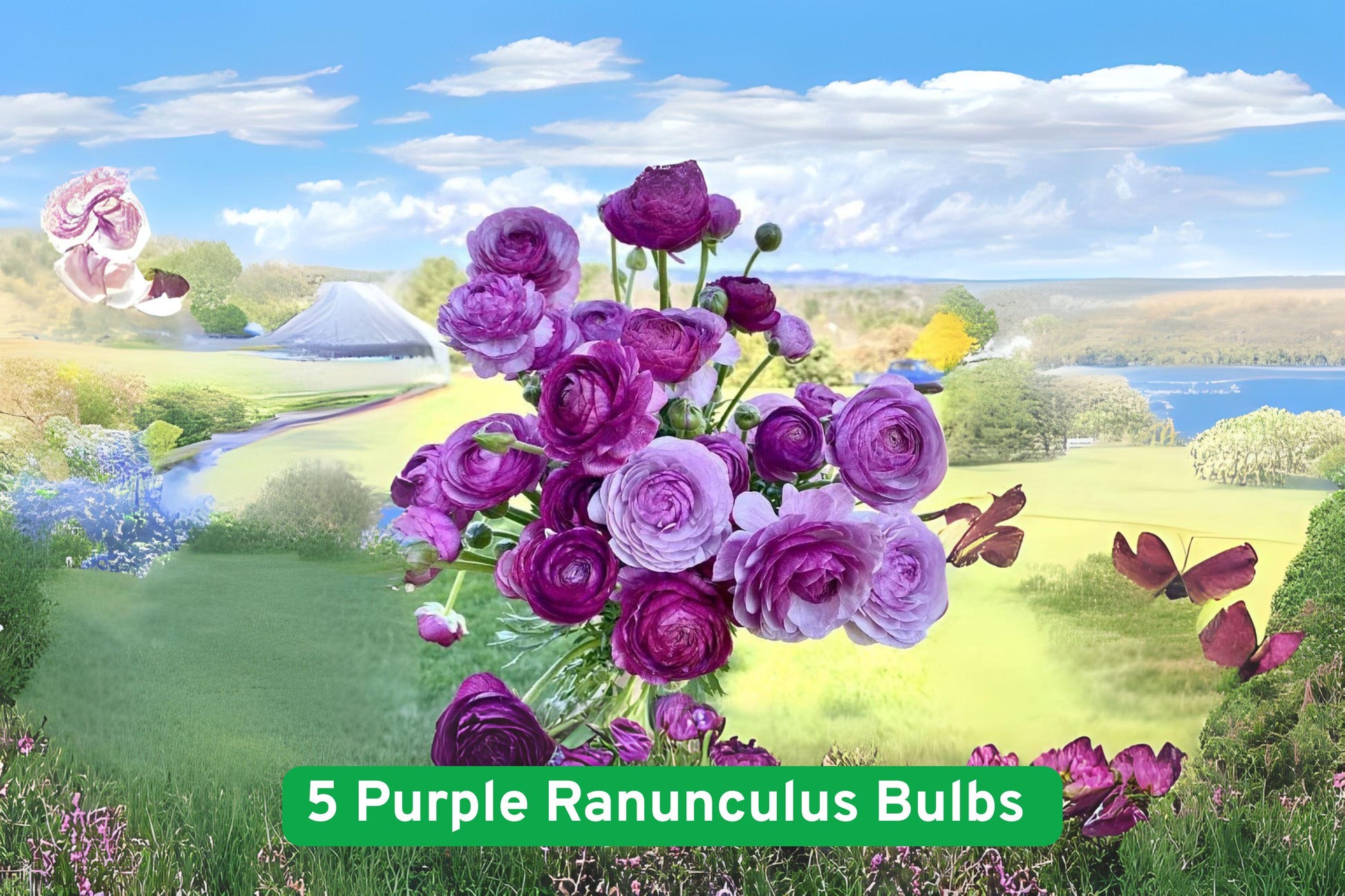Purple Ranunculus Bulbs - 5 Fresh Flowering Bulbs for Spring Garden - Ranunculus asiaticus - Perfect for Borders & Containers