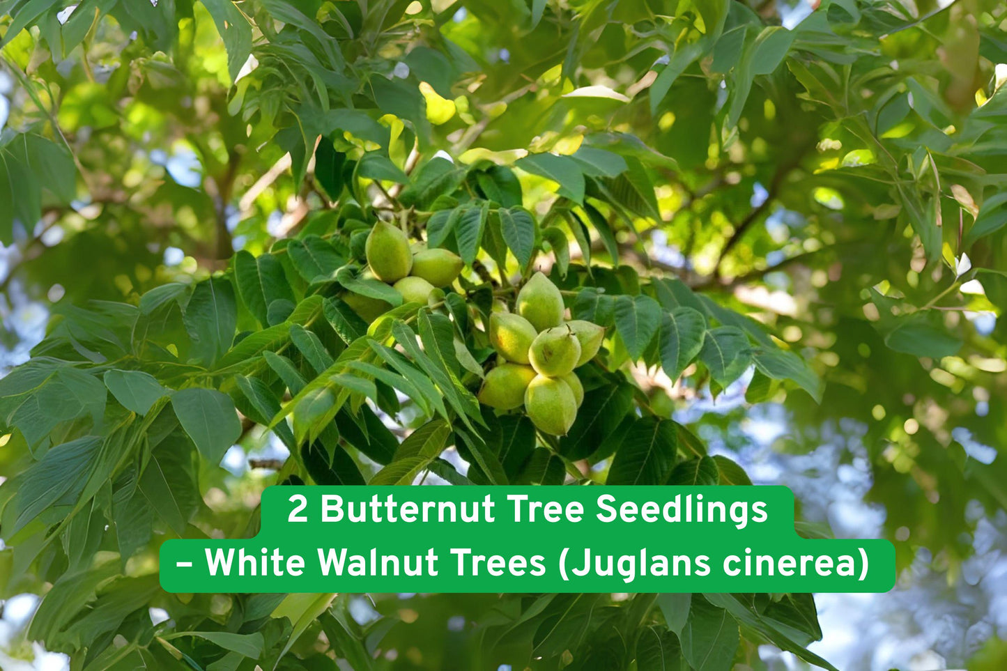 Butternut Tree Seedlings - 2 Bare-Root White Walnut Trees - Juglans cinerea - Hardy Native Shade Tree for Wildlife & Reforestation