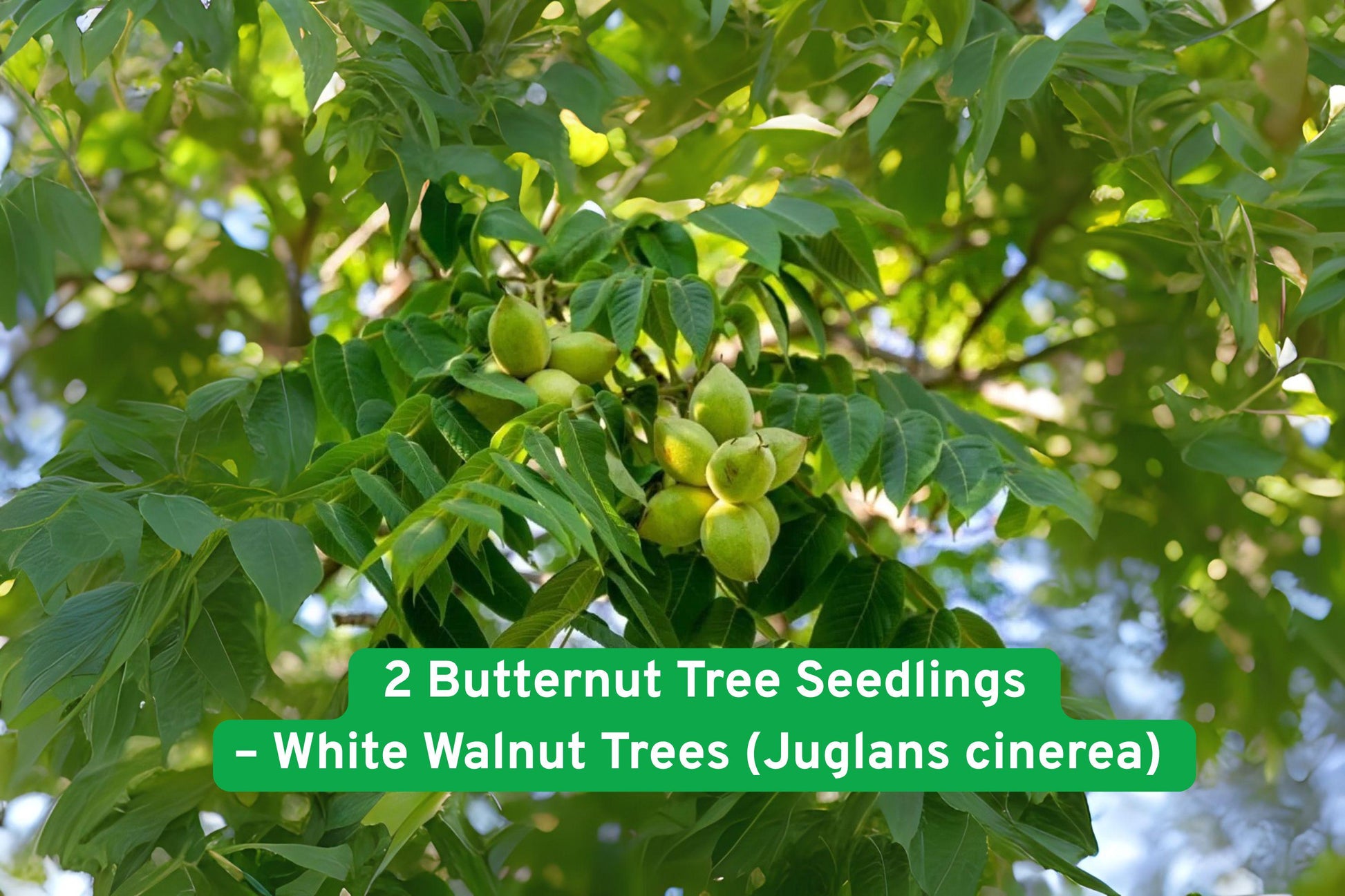 Butternut Tree Seedlings - 2 Bare-Root White Walnut Trees - Juglans cinerea - Hardy Native Shade Tree for Wildlife & Reforestation