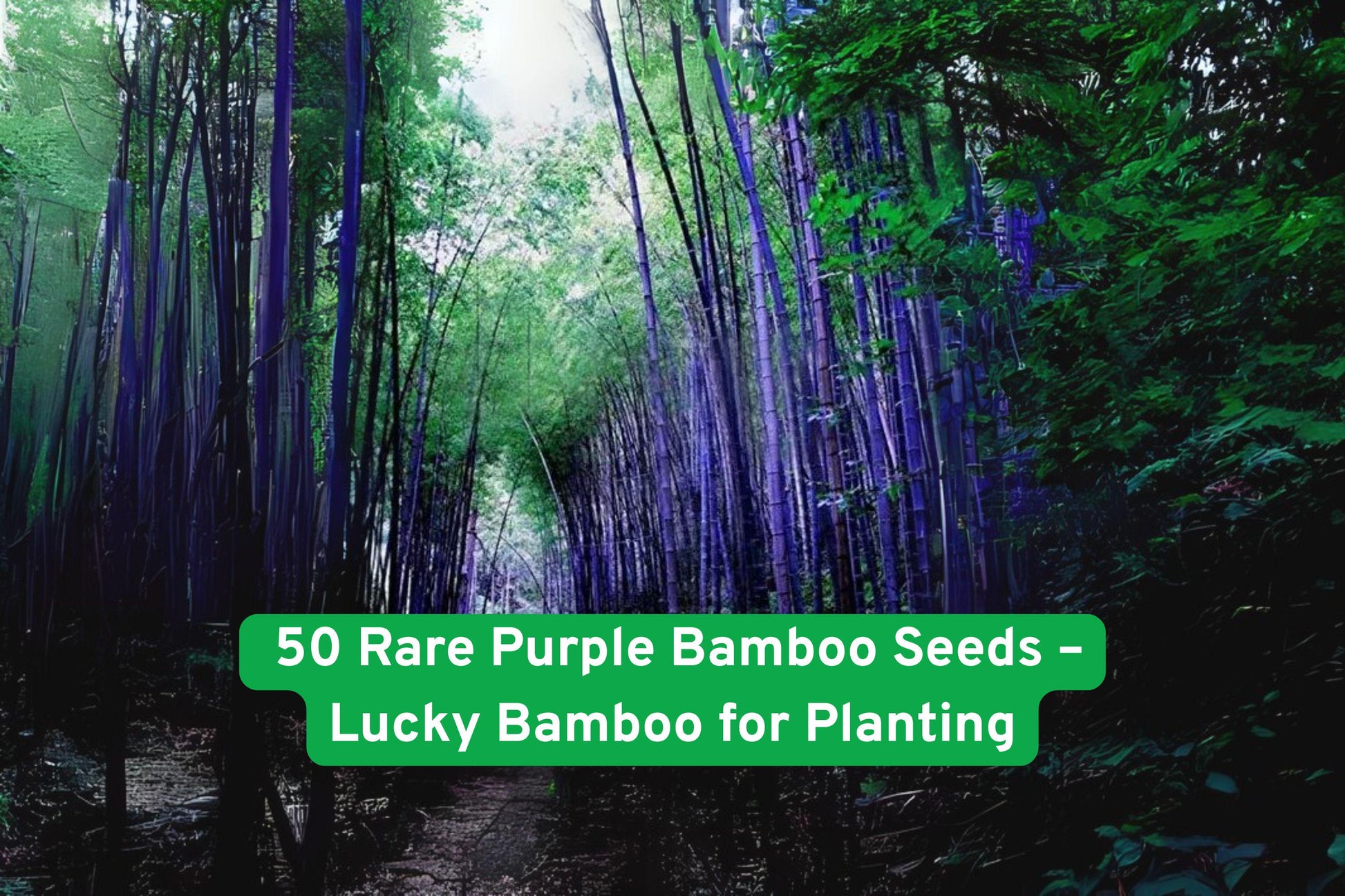 Purple Bamboo Seeds - 50 Rare Fast-Growing Seeds - Phyllostachys Nigra - Exotic Ornamental Grass for Landscaping & Privacy
