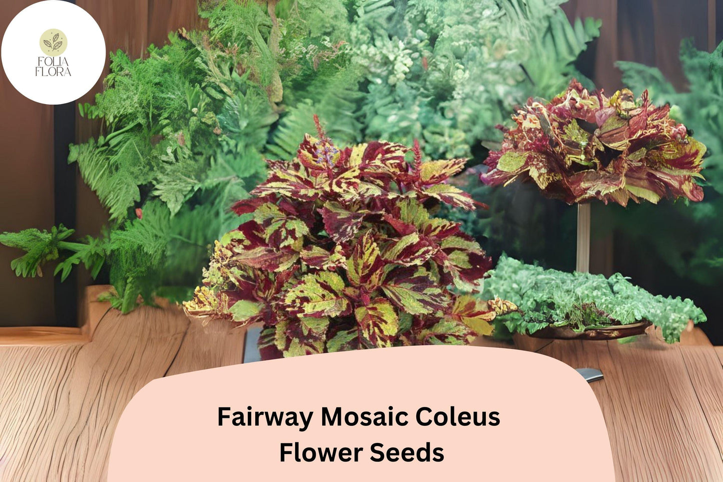 Fairway Mosaic Coleus Seeds - 25+ Colorful Annual Plant (Plectranthus scutellarioides) for Shade Gardens and Containers