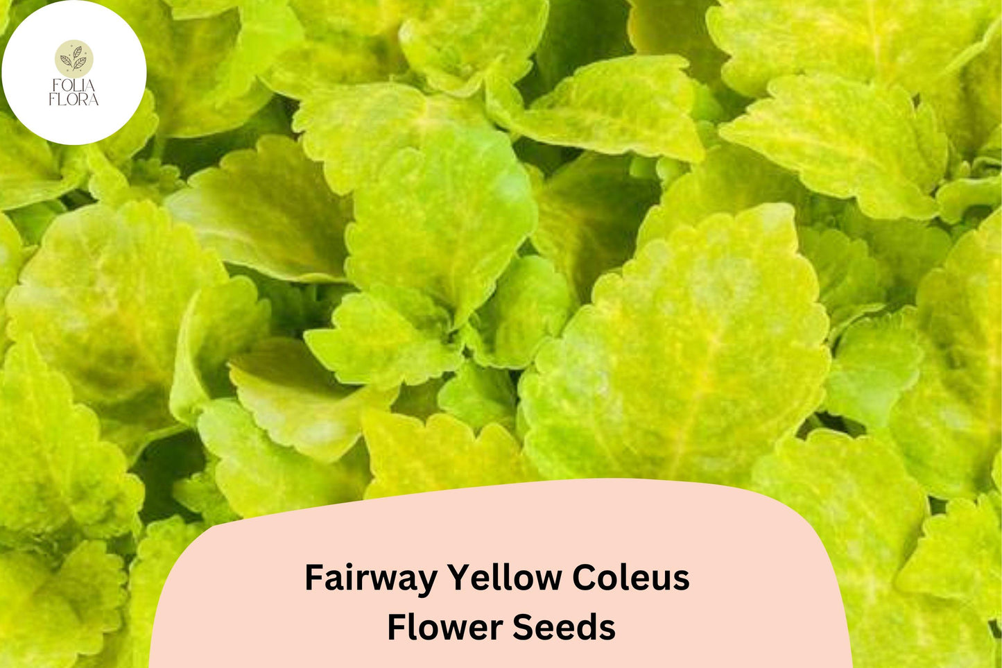 Fairway Yellow Coleus Seeds | 25+ Seeds | Bright Yellow-Green Foliage | Plectranthus scutellarioides | Compact Shade Plant