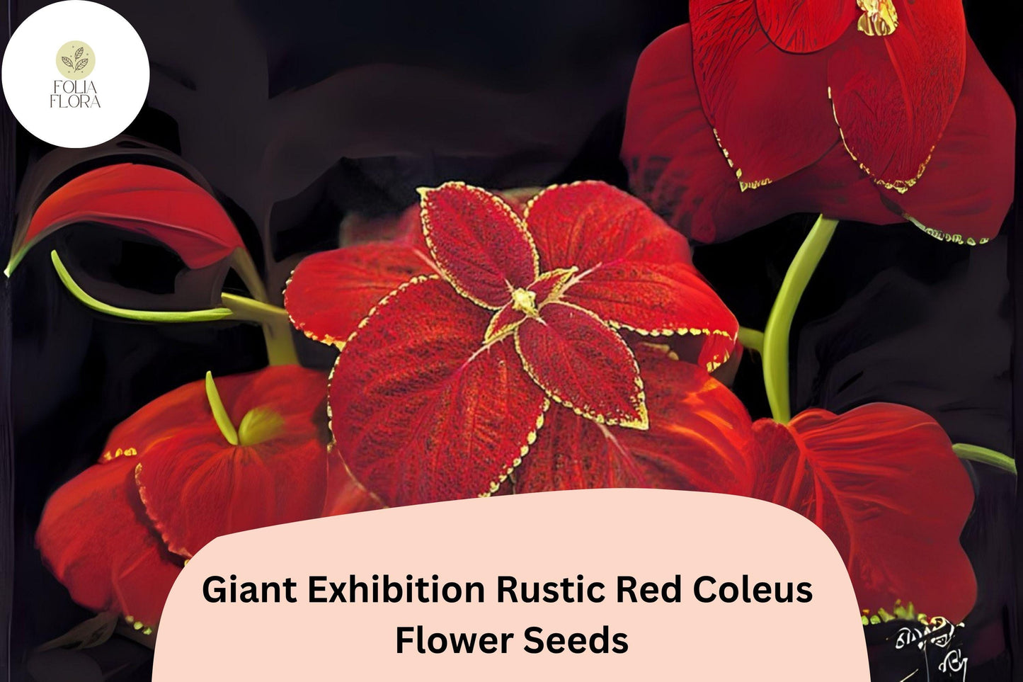 Giant Rustic Red Coleus Seeds | 25+ Seeds | Plectranthus scutellarioides | Bold Shade Garden Annual