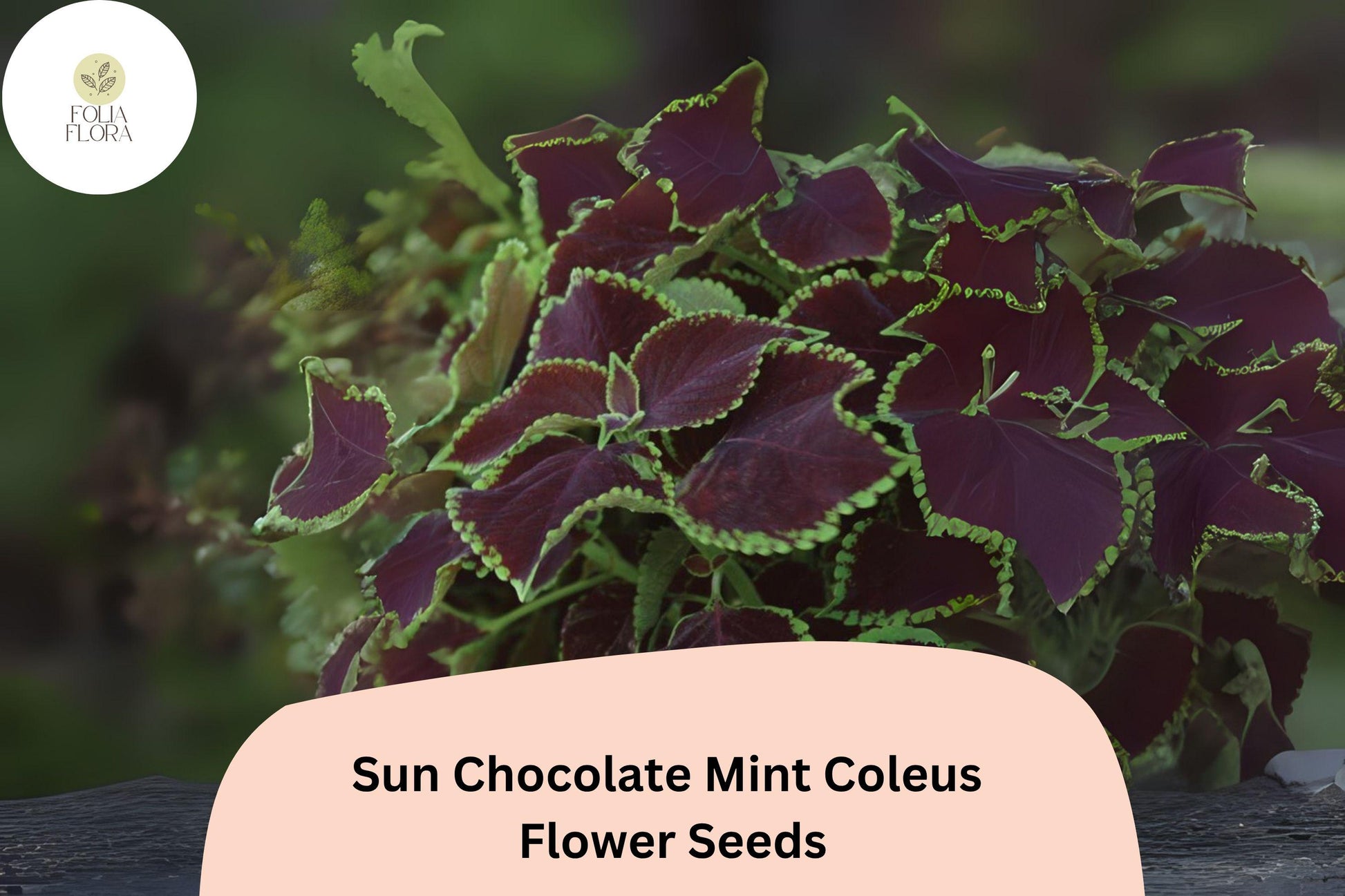 Chocolate Mint Coleus Seeds | 25+ Premium Seeds | Dark Brown & Mint Green Foliage | Plectranthus scutellarioides
