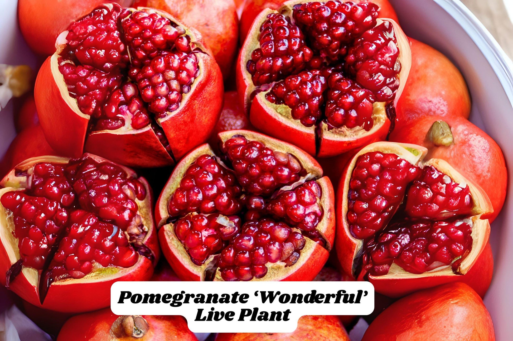 Pomegranate Live Plant - 6-8 Inch Wonderful Edible Fruit Tree (Punica granatum) - Perfect for Zones 7-11, Great for Containers