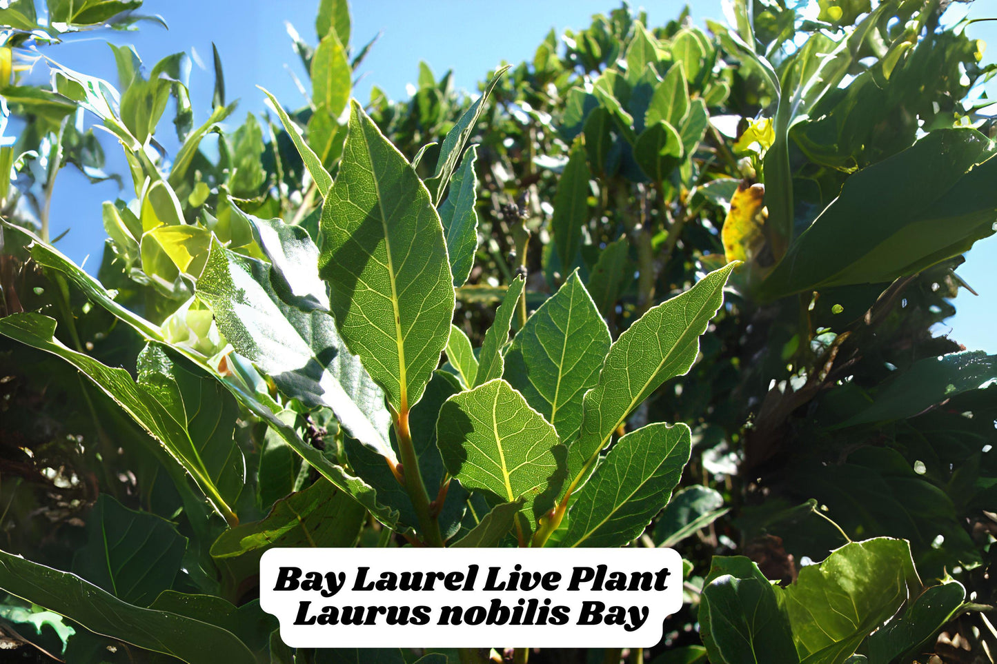Bay Leaf Tree Starter Plant 5-6 Inches Culinary Herb Laurus nobilis Live Plant for Garden