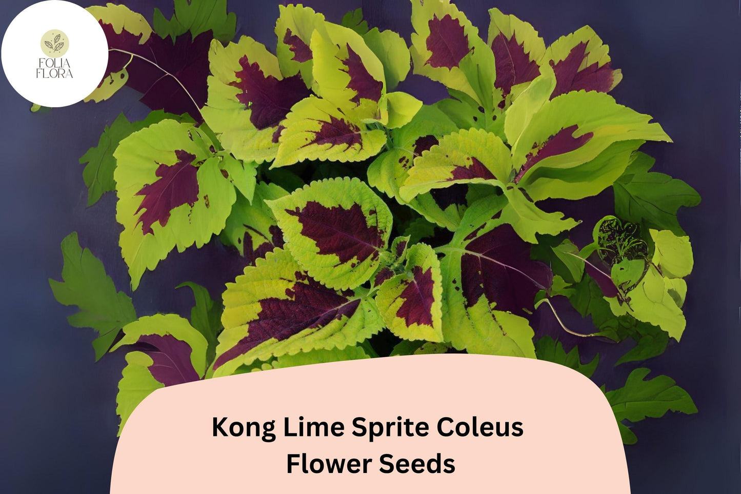 Kong Lime Sprite Coleus Seeds - 25+ Plectranthus scutellarioides - Lime Green & Red Foliage for Shaded Gardens & Containers