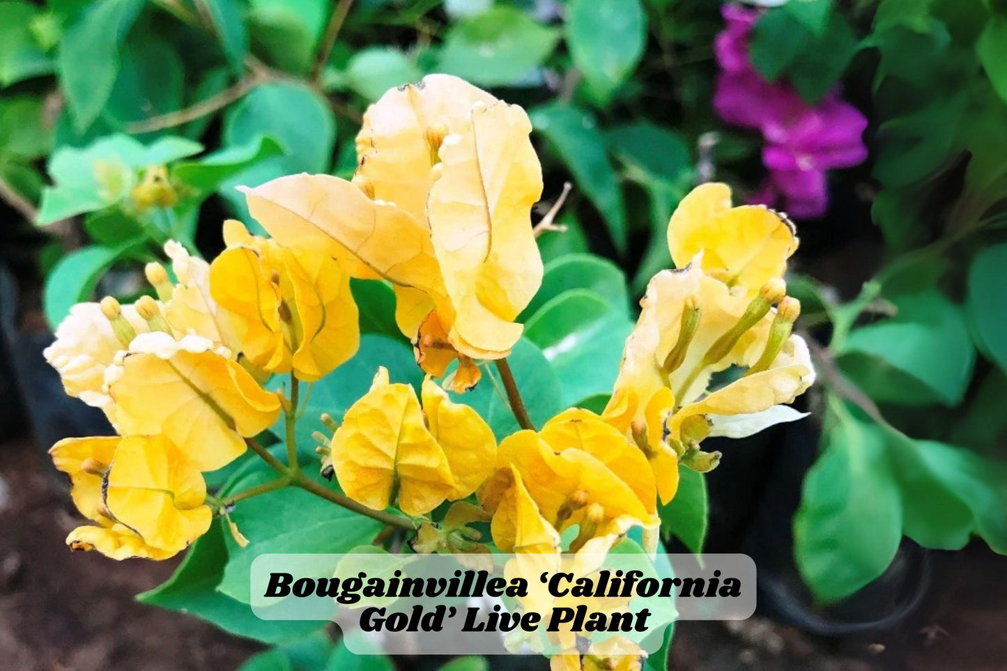 California Gold Bougainvillea Starter Plant 6-8 Inches - Bougainvillea glabra - Golden-Yellow Bracts for Garden or Container
