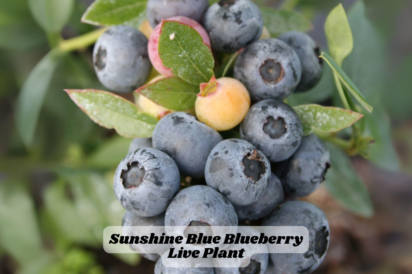 Sunshine Blue Blueberry Starter Plant 6-8 Inches - Vaccinium corymbosum - Compact, Sweet Berries for Garden or Container
