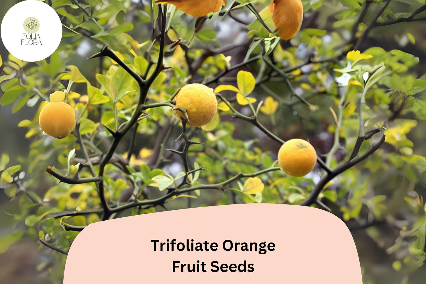 Trifoliate Orange Seeds | 5+ Seeds | Cold Hardy Citrus for Rootstock & Ornamental Use | Poncirus trifoliata