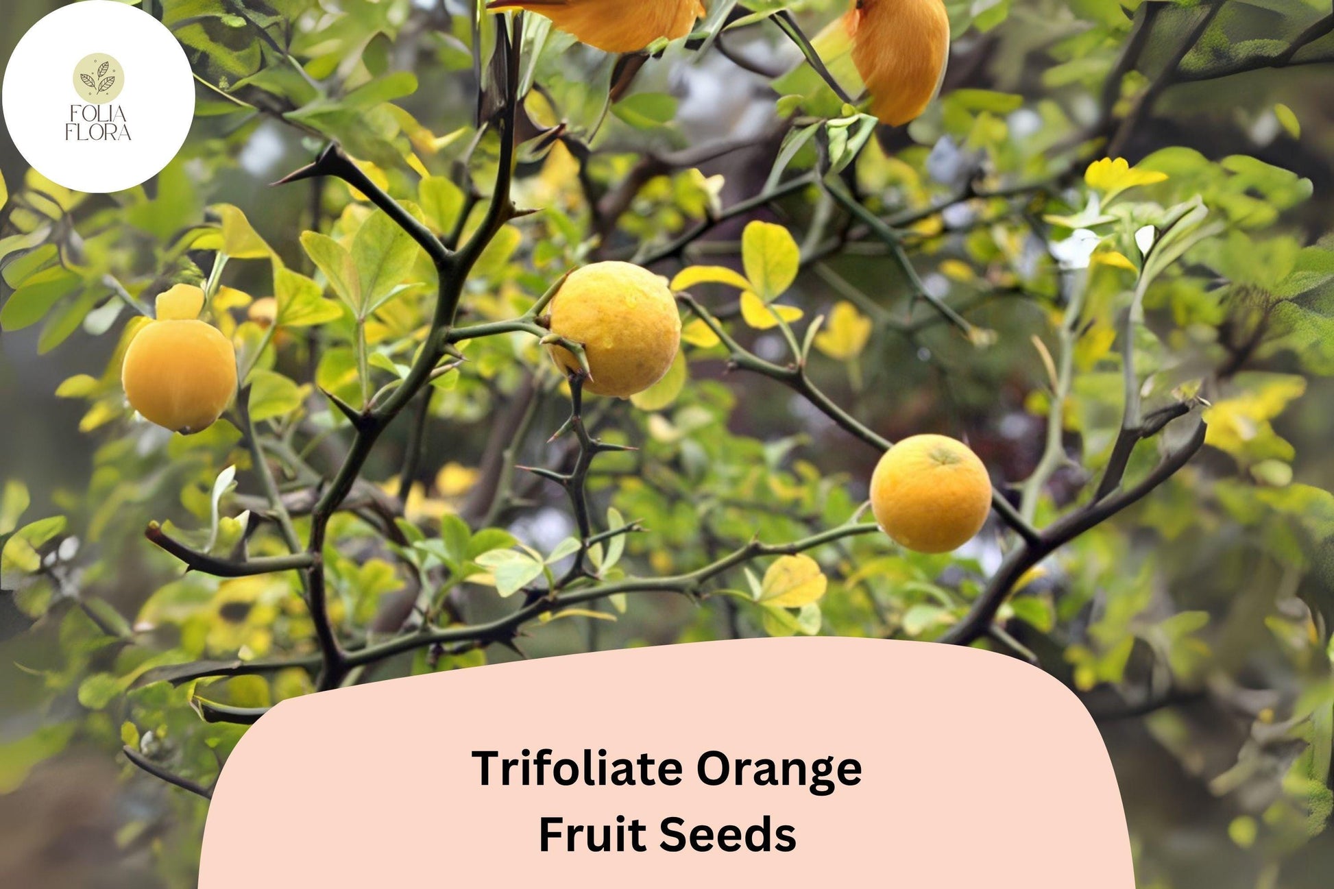 Trifoliate Orange Seeds | 5+ Seeds | Cold Hardy Citrus for Rootstock & Ornamental Use | Poncirus trifoliata