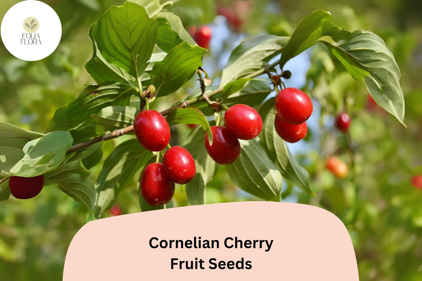 Cornelian Cherry Seeds | 10+ Heirloom Seeds | Tart Red Fruits | Cornus mas | Hardy Edible Shrub for Landscapes