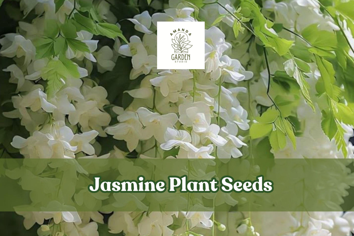 Jasmine Plant Seeds - 25 Seeds for Fragrant White Flowers - Jasminum spp. - Perfect for Tea & Aromatherapy - Indoor/Outdoor