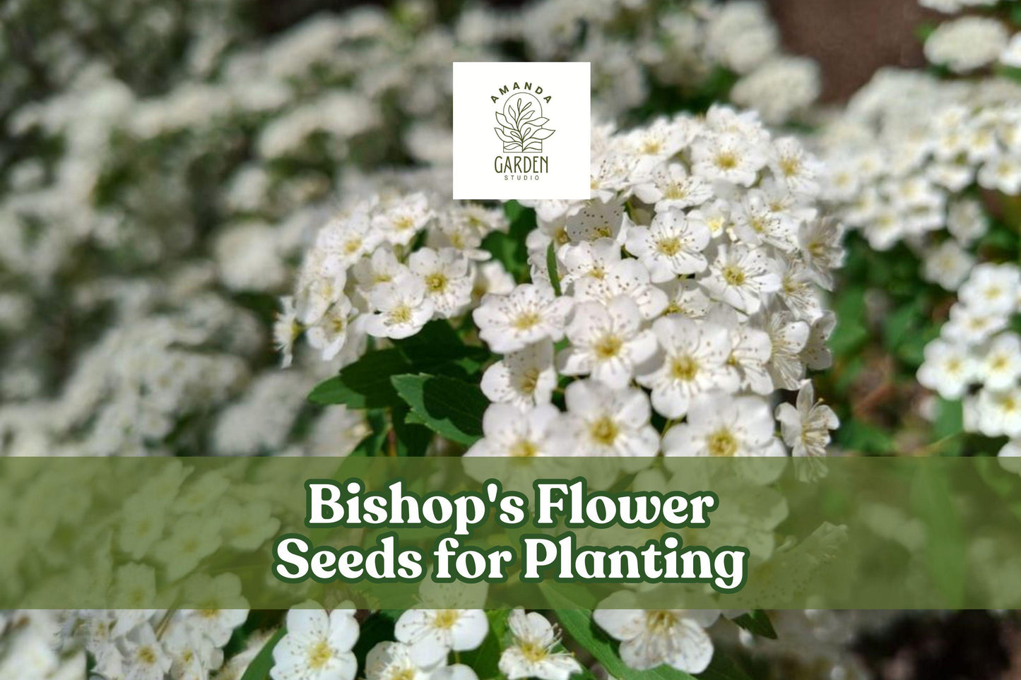 Bishop's Flower Seeds - 100 Pack - Ammi majus - Elegant White Blooms - Pollinator-Friendly Annual for Garden Borders & Cut Flowers