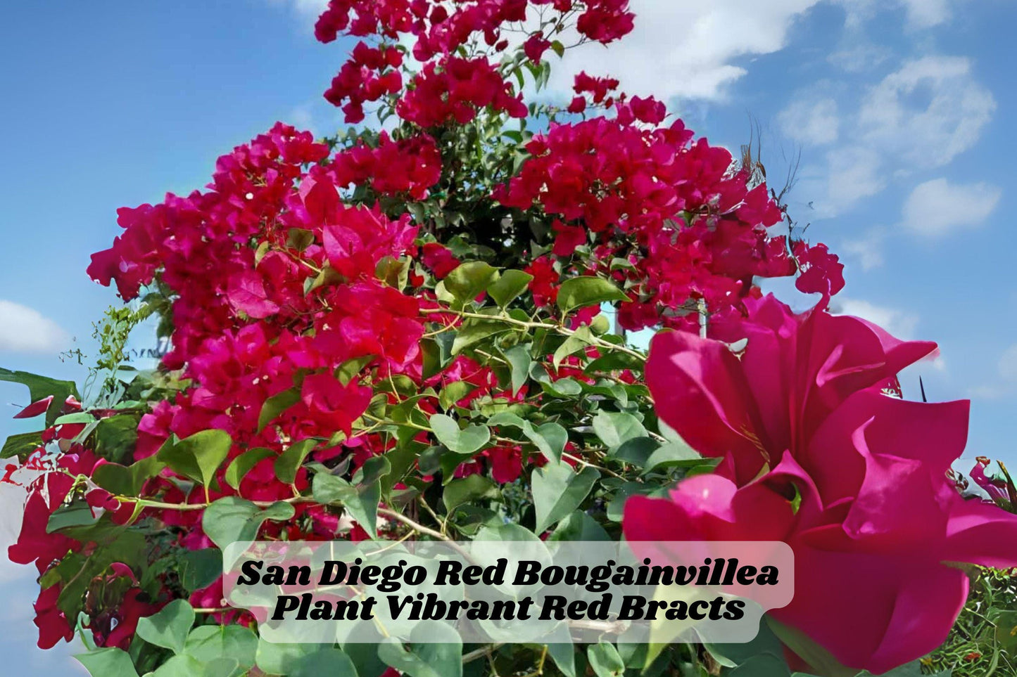 San Diego Red Bougainvillea Starter Plant 6-8 Inches - Bougainvillea glabra - Ideal for Garden or Container