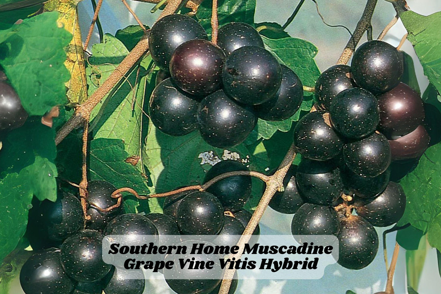 Southern Home Muscadine Grape Vine Starter Plant 4-6 Inches Vitis for Garden Trellis, Self-Fertile Hybrid with Dark Grapes