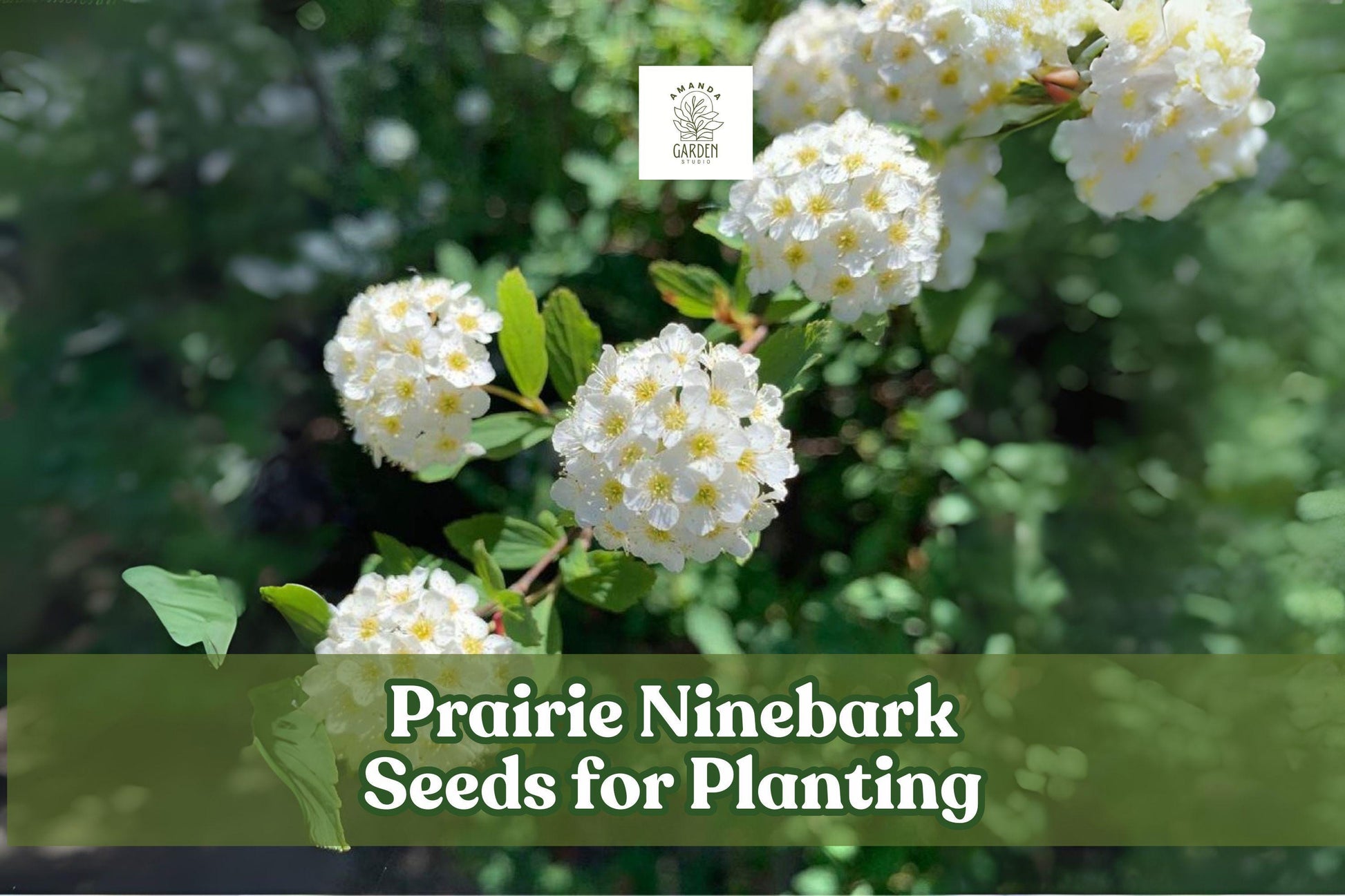 Prairie Ninebark Seeds - 50 Count - Physocarpus opulifolius - Native Shrub for Landscaping & Wildlife Gardens