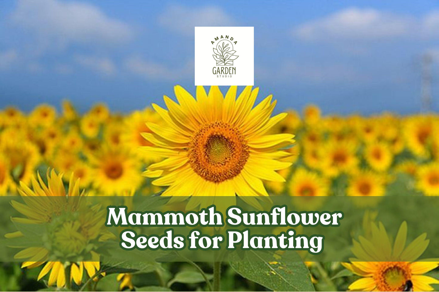 Mammoth Sunflower Seeds (100+ Seeds) - Helianthus annuus, Giant Yellow Blooms, Edible Seeds for Gardening, Pollinator-Friendly