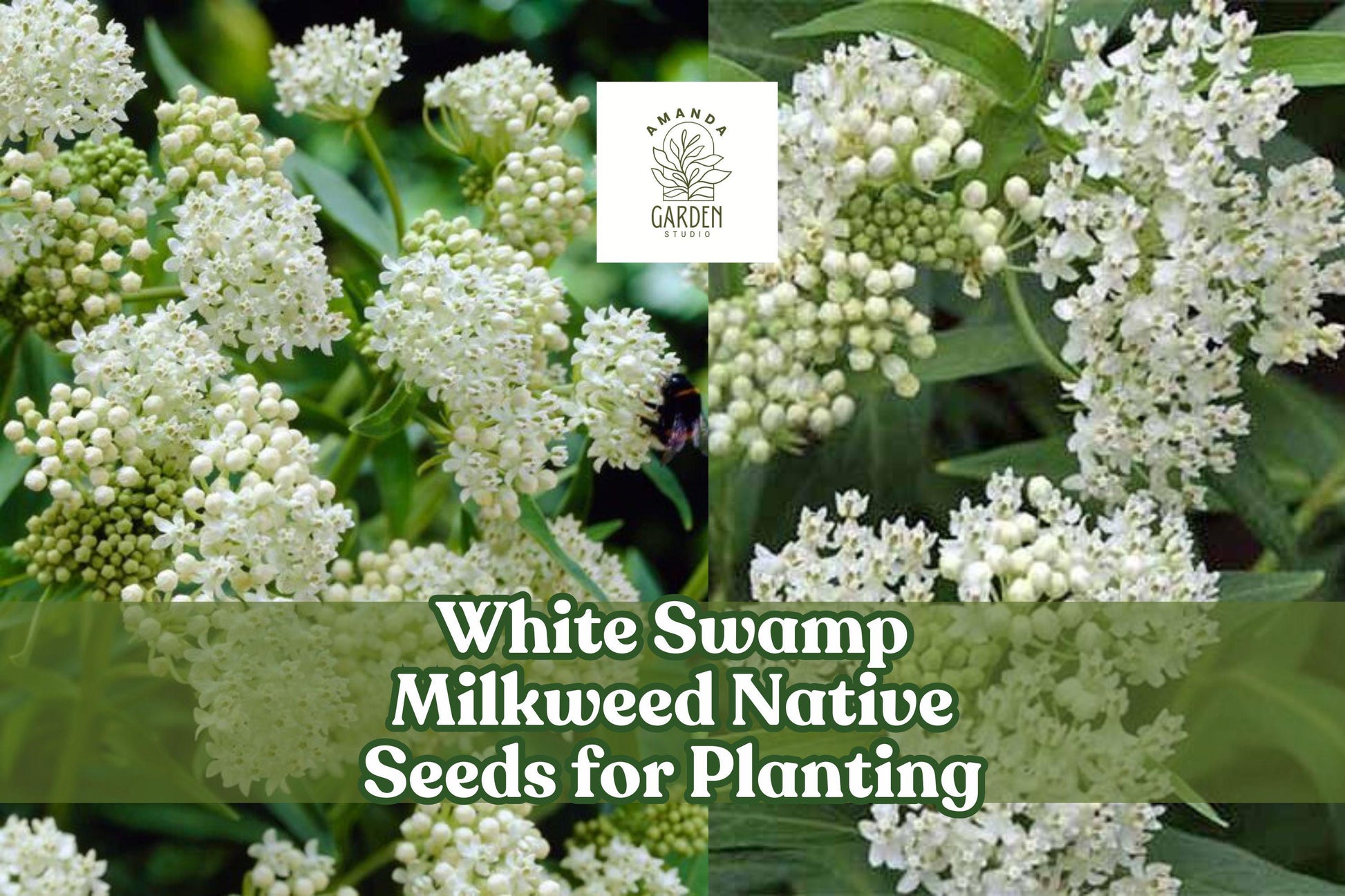 White Swamp Milkweed Seeds - 100 Count - Asclepias incarnata - Monarch Butterfly Host Plant for Wetlands and Pollinator Gardens