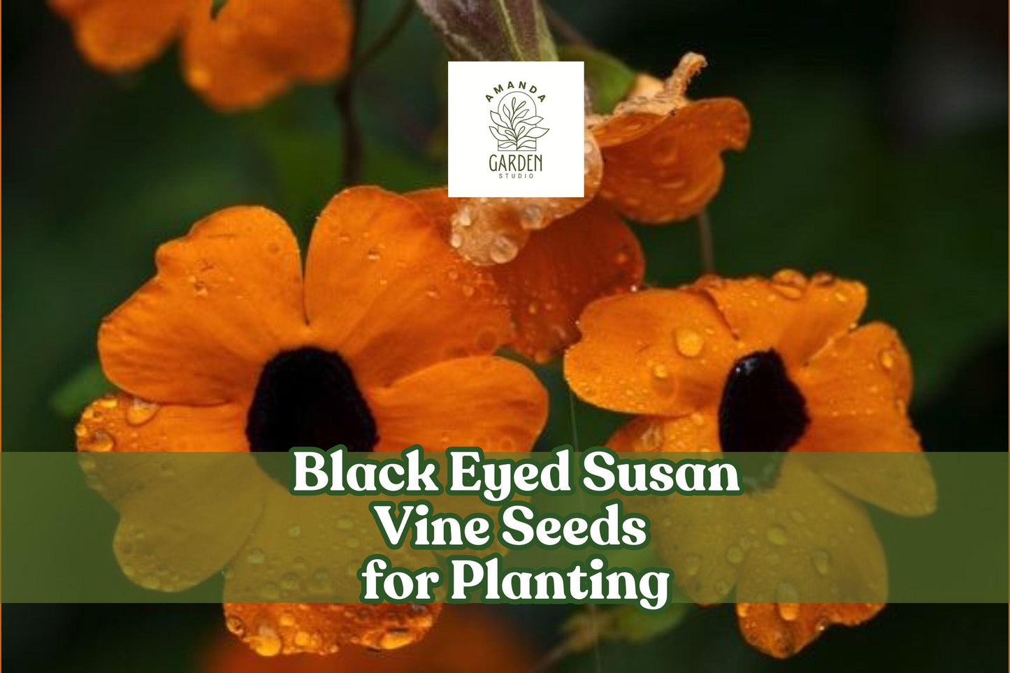 Black Eyed Susan Vine Seeds - 500 Count - Climbing Flowers in Yellow, Orange, Apricot - Thunbergia alata - Easy to Grow Annual