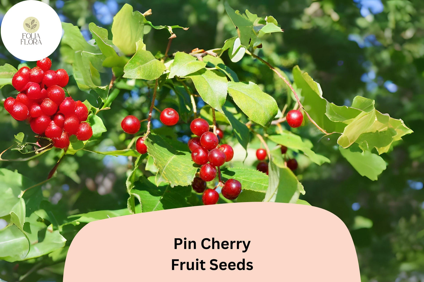 Pin Cherry Tree Seeds | 10+ Seeds | Native Edible Prunus pensylvanica | Wildlife-Friendly Red Cherries