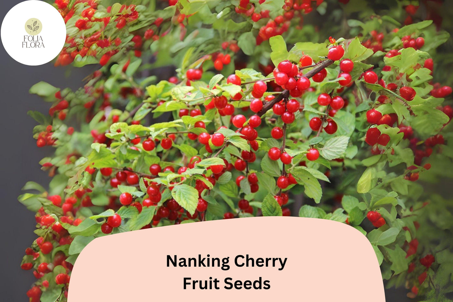 Nanking Cherry Seeds | 10+ Seeds | Cold Hardy Fruit Shrub | Prunus Tomentosa | Sweet-Tart Red Cherries | Pollinator Friendly