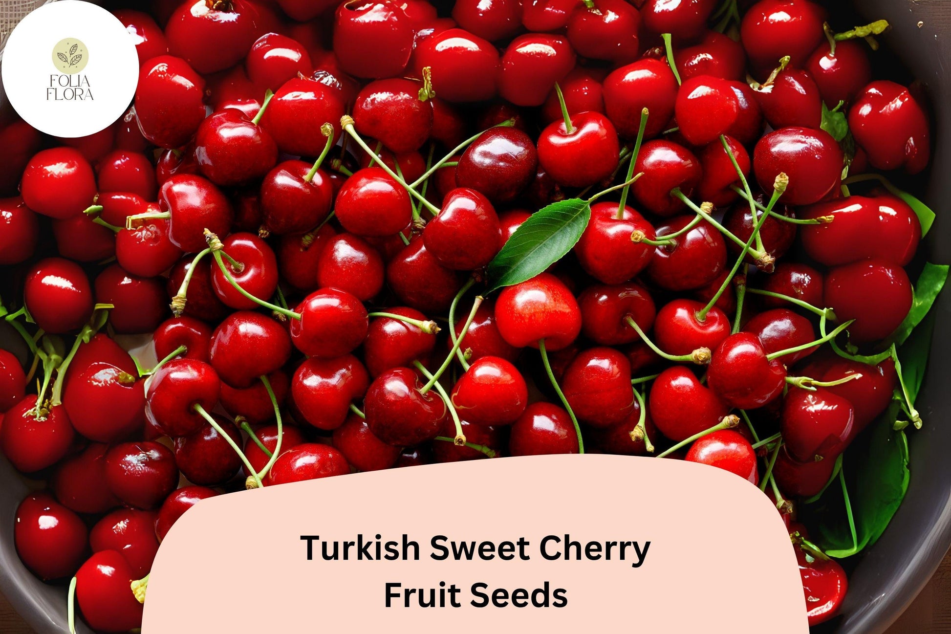 Turkish Sweet Cherry Tree Seeds | 10+ Heirloom Prunus avium | Large, Sweet Red Cherries | Ideal for Orchards & Gardens