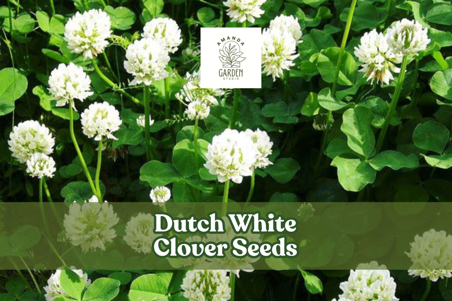 Dutch White Clover Seeds - 500 Count - Trifolium repens - Low-Maintenance Ground Cover, Nitrogen Fixer, Pollinator Friendly