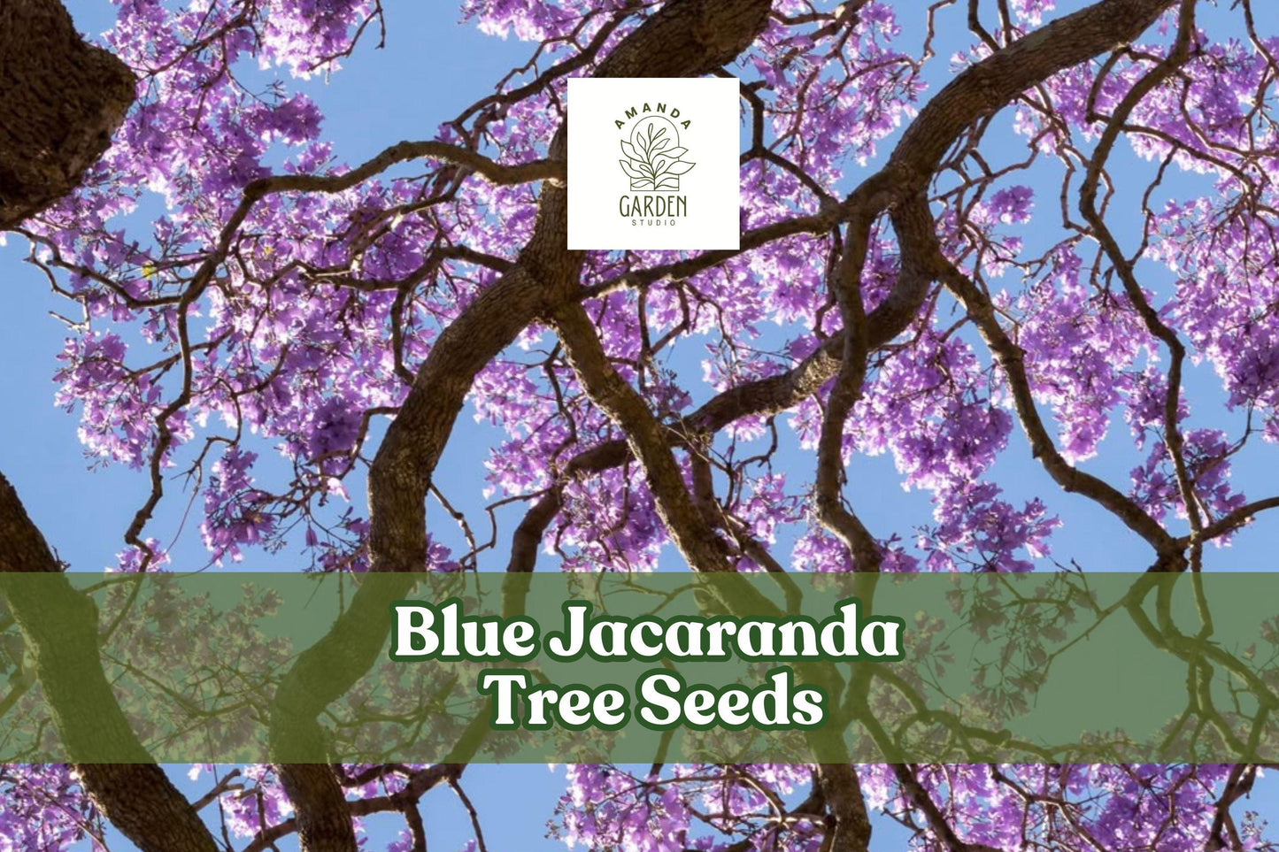Blue Jacaranda Tree Seeds - 25 Pack, Lavender-Blue Blooms, Jacaranda mimosifolia, Tropical Ornamental Tree for Gardens