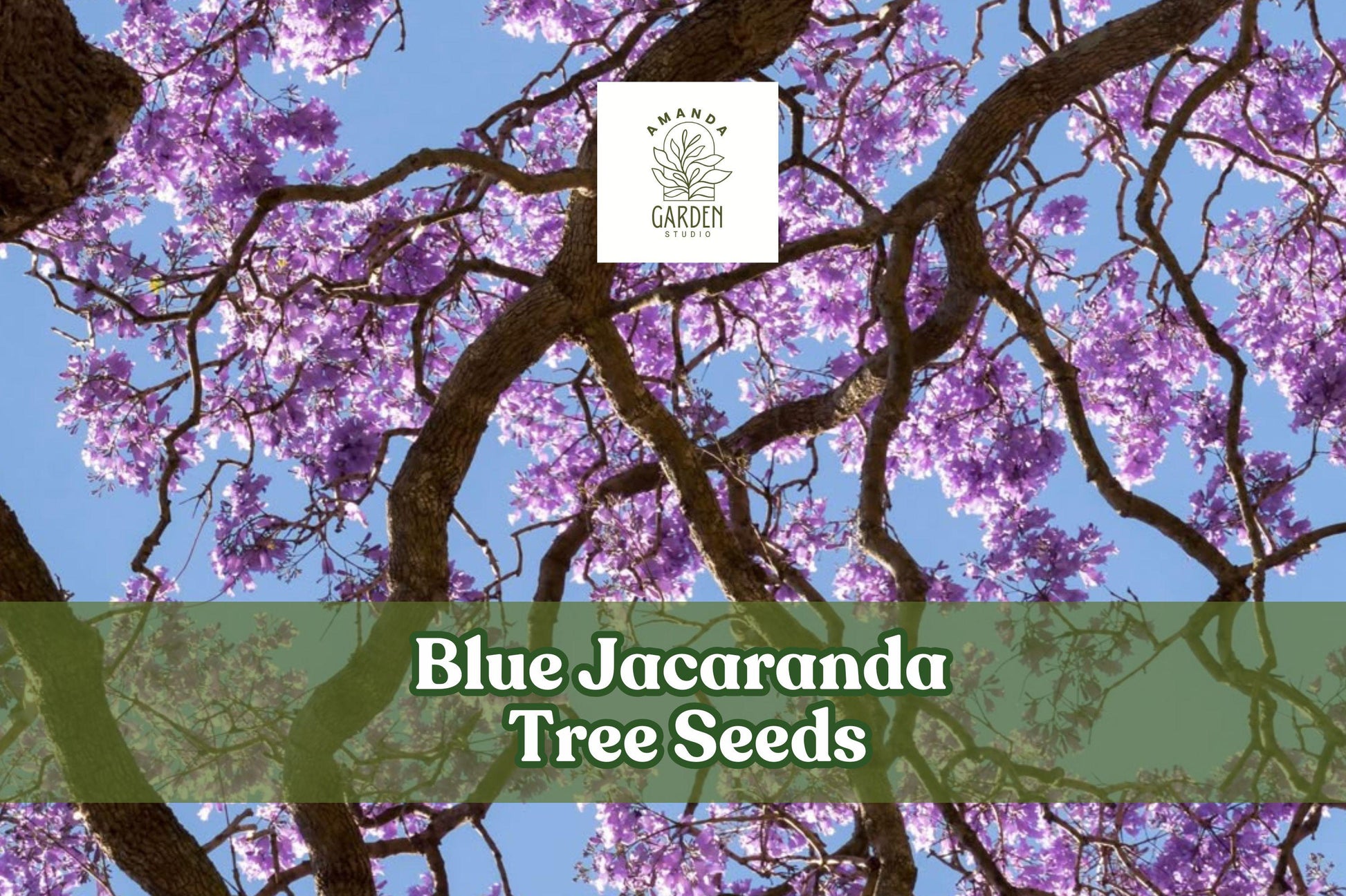 Blue Jacaranda Tree Seeds - 25 Pack, Lavender-Blue Blooms, Jacaranda mimosifolia, Tropical Ornamental Tree for Gardens