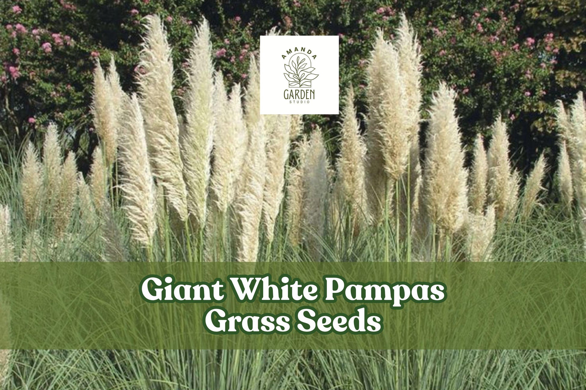 Giant White Pampas Grass Seeds - 1,000 Seeds for Ornamental Landscape - Cortaderia selloana - Drought-Tolerant, Low Maintenance
