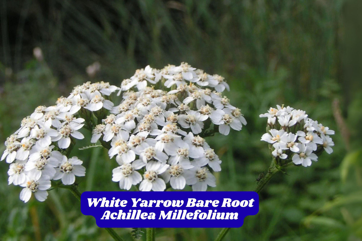 White Yarrow Bare Root Plant 4-6 Inches Achillea millefolium Hardy Perennial Herb for Garden