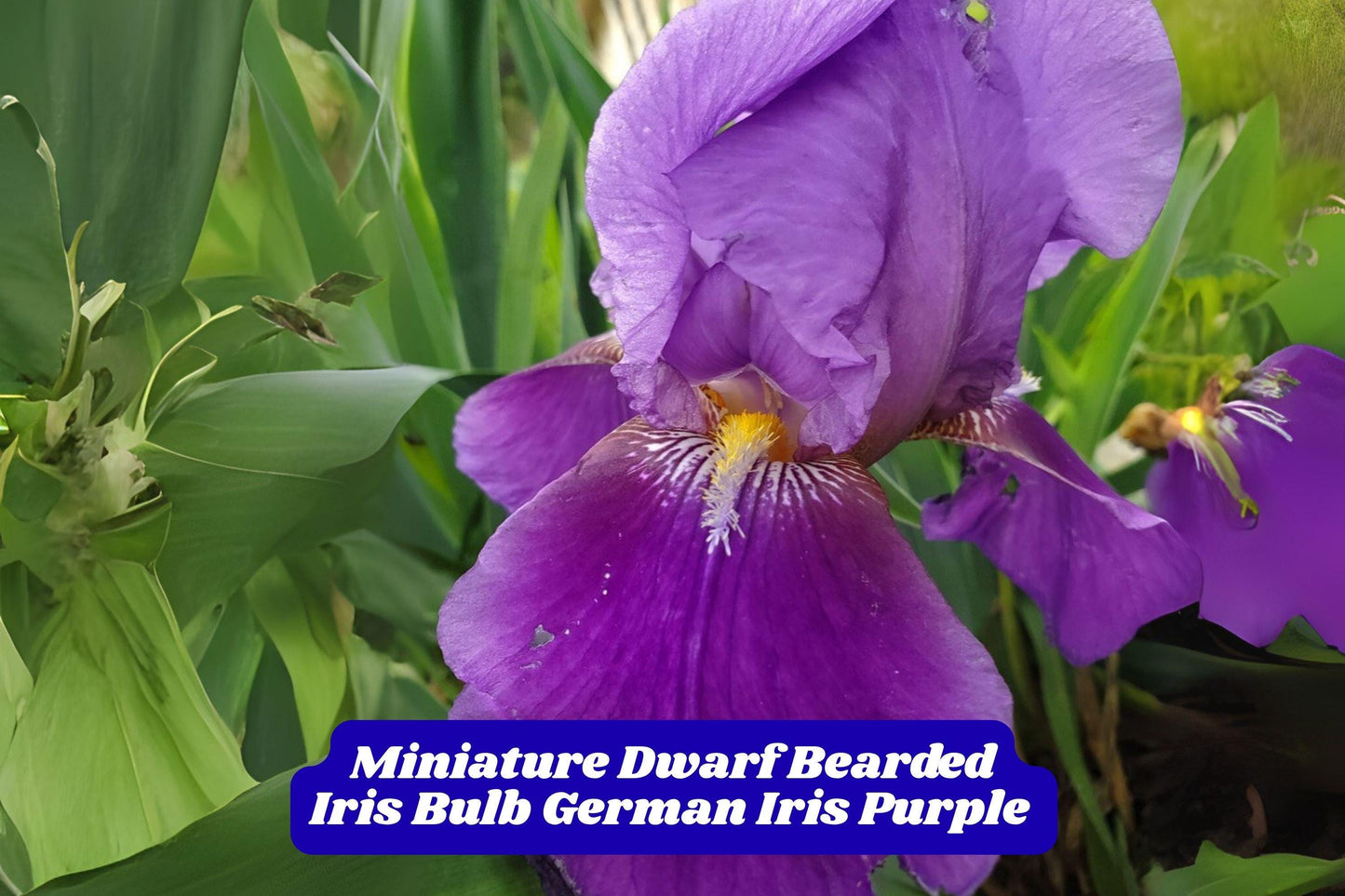 Dwarf Purple Bearded Iris Bulb - Miniature Perennial Flower, Iris germanica, Ideal for Borders & Containers, Spring Bloom