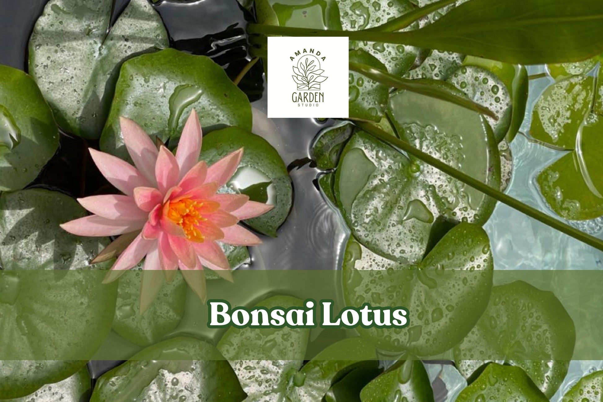 Bonsai Lotus Seeds - 10 Miniature Aquatic Blooms, Nelumbo nucifera, Ideal for Bowls & Ponds, Perfect for Zen Gardens