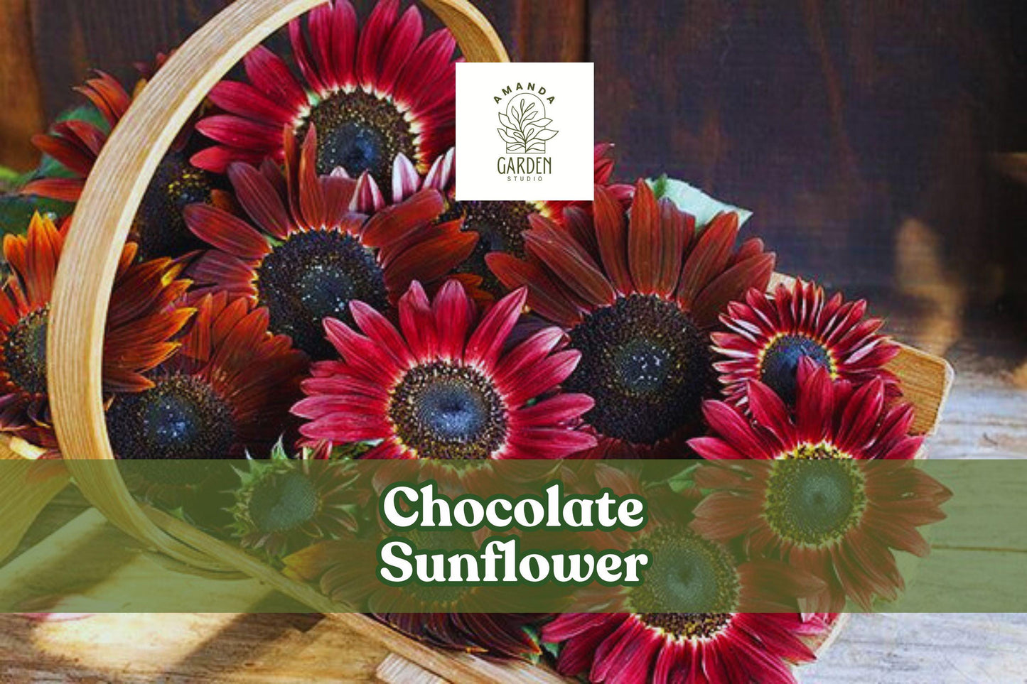 Chocolate Sunflower Seeds - 100 Count Dark Red Blooms for Pollinators - Helianthus annuus - Easy to Grow, Full Sun, Annual