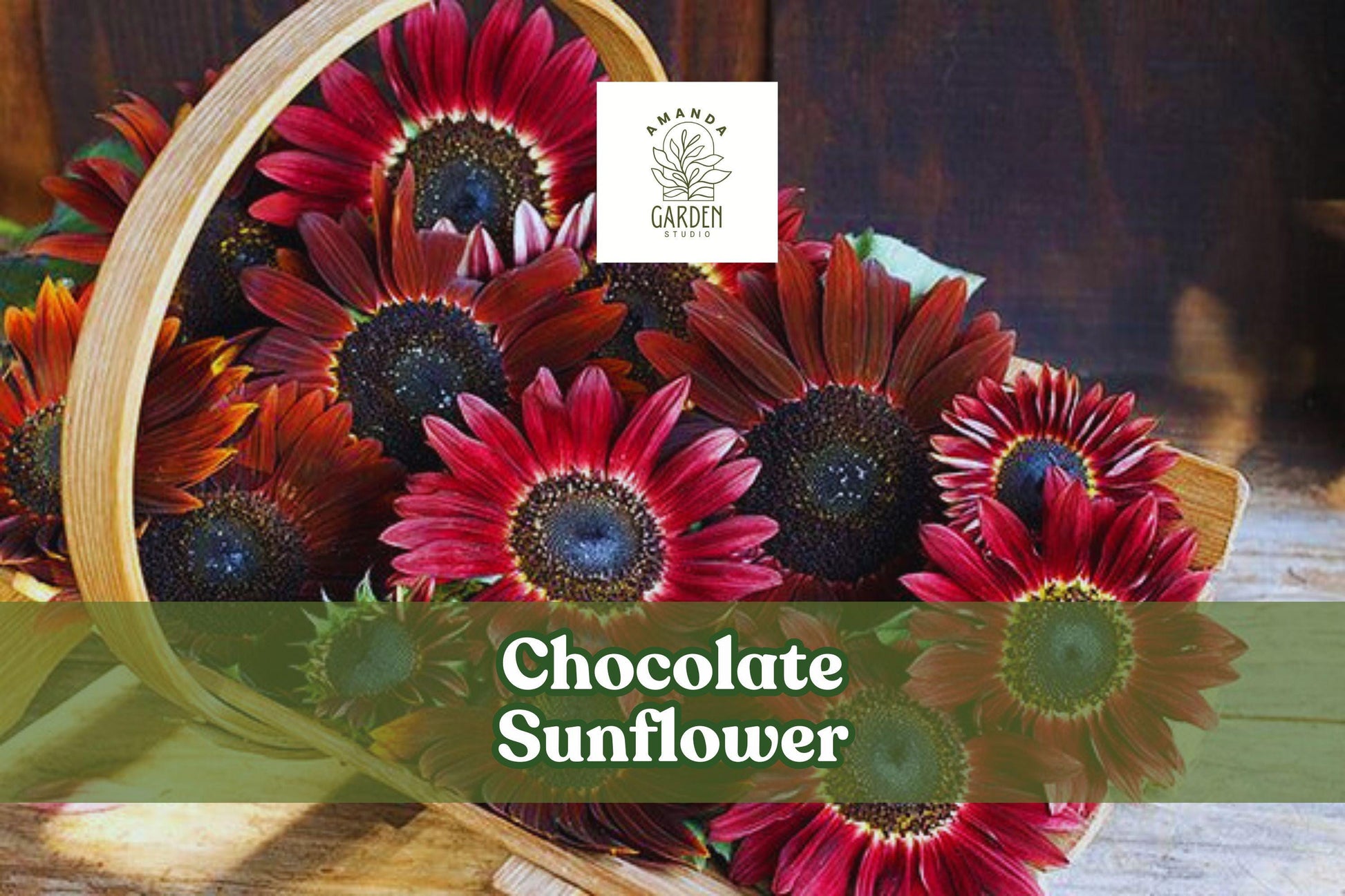 Chocolate Sunflower Seeds - 100 Count Dark Red Blooms for Pollinators - Helianthus annuus - Easy to Grow, Full Sun, Annual