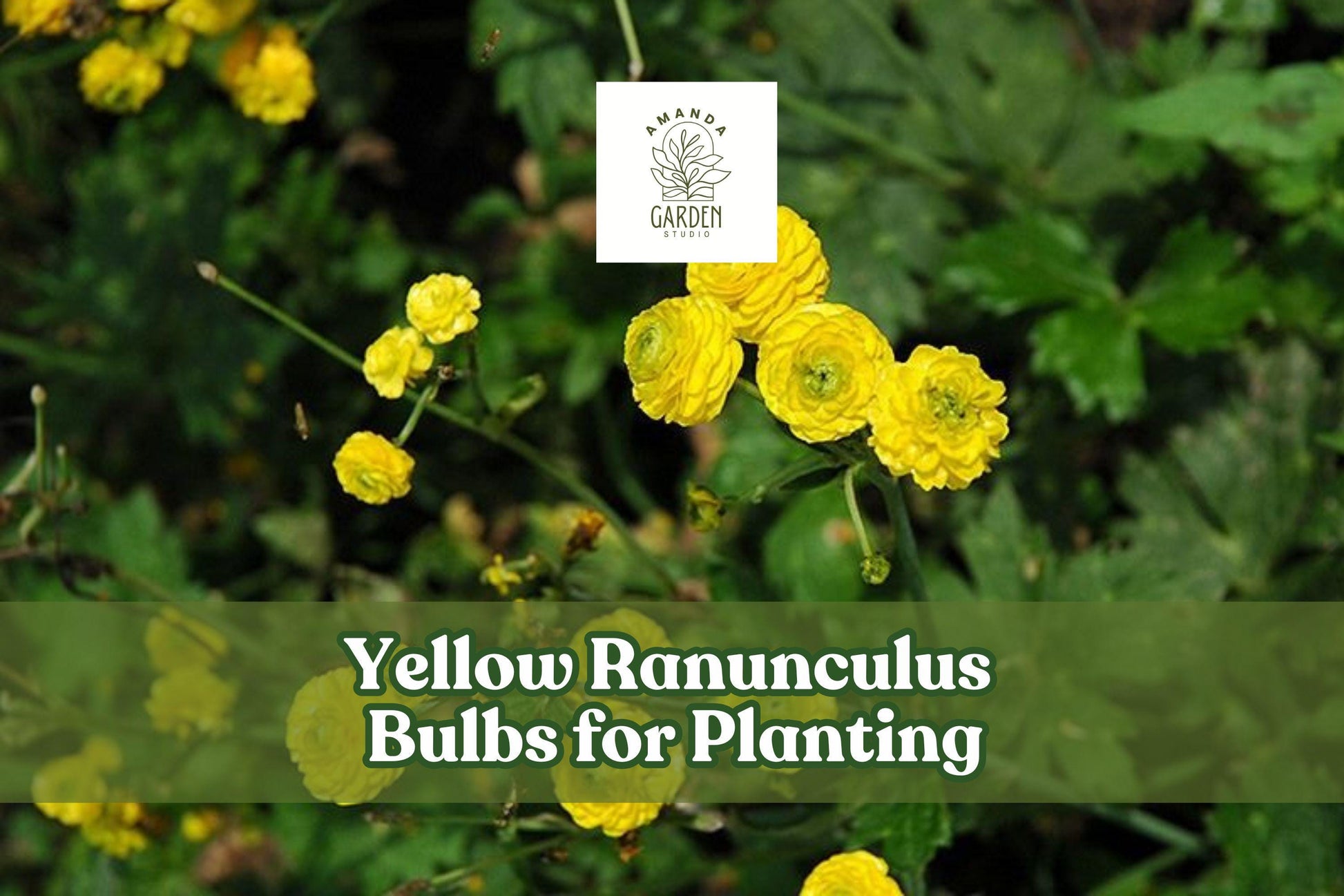 Yellow Ranunculus Bulbs - 5 Pack Bright Yellow Flowers (Ranunculus asiaticus) for Spring Gardens, Pots, and Bouquets