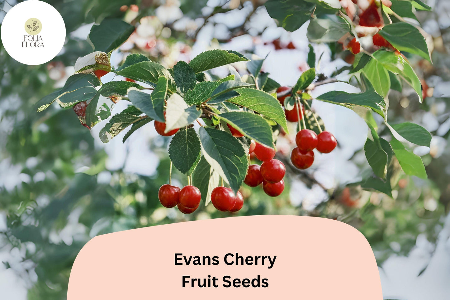 Evans Cherry Seeds | 10+ Cold Hardy Sour Cherry Seeds | Prunus cerasus 'Evans' | Bright Red Fruit for Pies & Preserves
