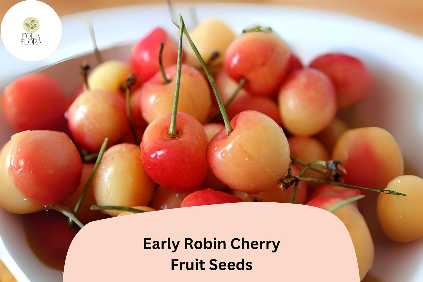 Early Robin Cherry Seeds - 10+ Non-GMO, Sweet Red Fruit, Prunus avium ‘Early Robin’ for Home Gardens & Orchards