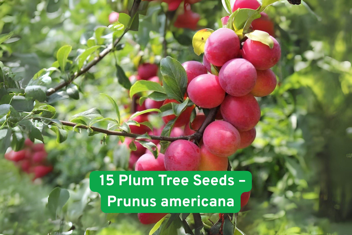 15 American Plum Tree Seeds (Prunus americana) - Sweet Edible Fruit, Hardy Orchard Tree, Perfect for Home Gardening