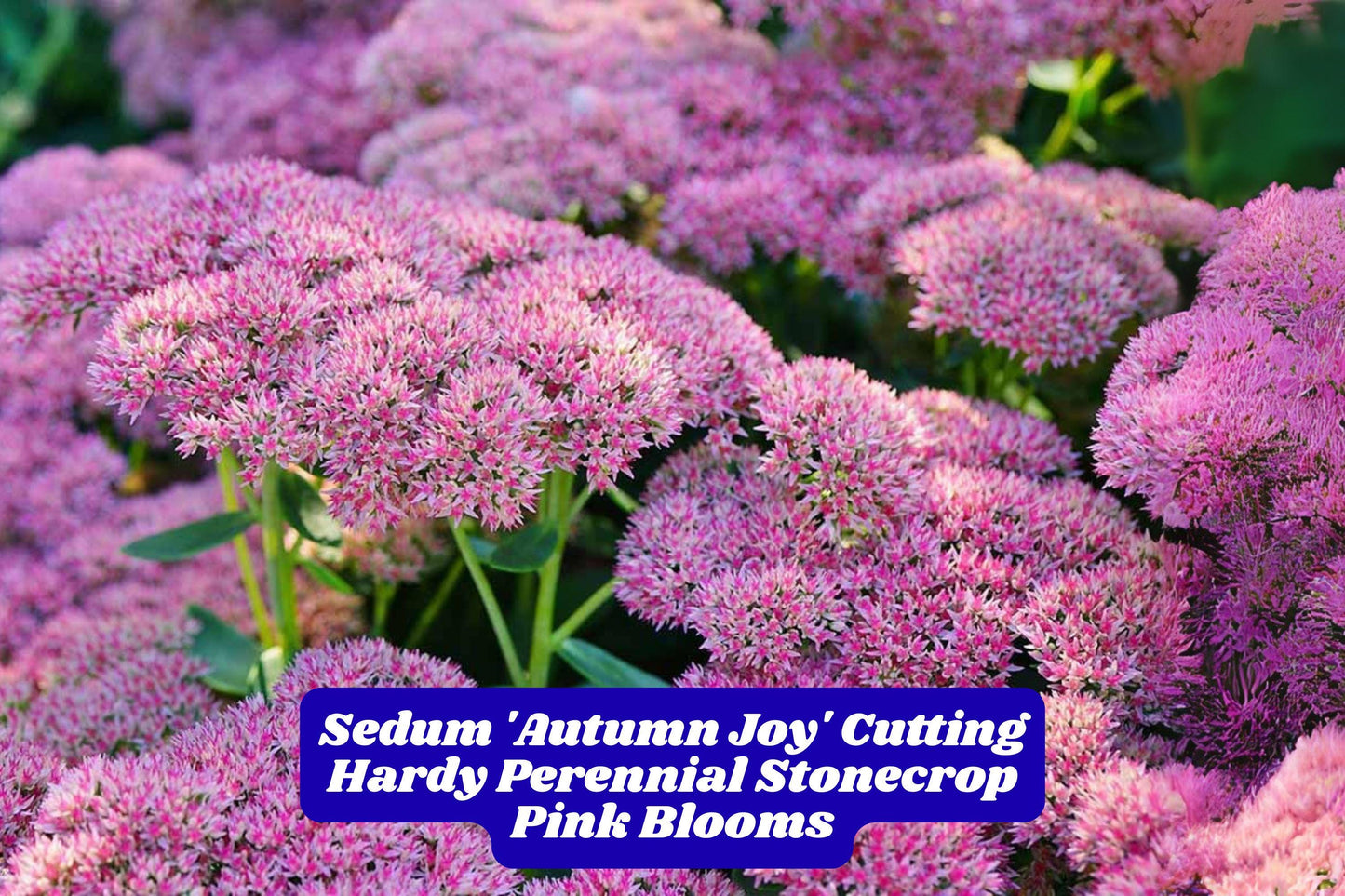 Autumn Joy Sedum Cutting 6 Inches Live Cutting for Garden or Ground Cover, Sedum Spectabile, Drought-Tolerant Perennial