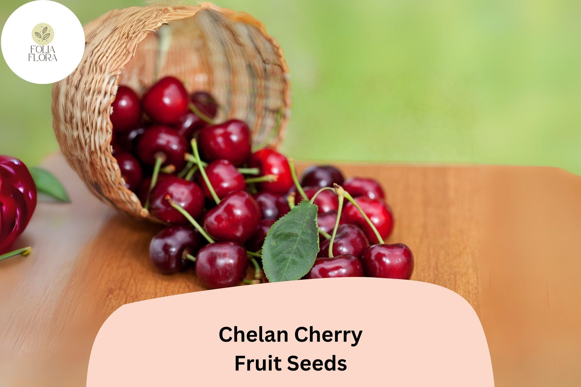 Chelan Cherry Seeds | 10+ Premium Seeds | Sweet Deep Red Cherries | Prunus avium ‘Chelan’ | Early-Season Variety