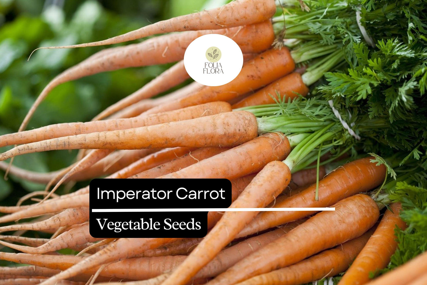 1000+ Imperator Carrot Seeds | Sweet Orange Root Vegetable | Daucus carota subsp. sativus ‘Imperator’ | High Yield, Crisp Flavor